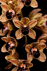 Cymbidium Charles Weckerle Thrun Ohana AM/AOS 82 pts.